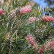 Load image into Gallery viewer, GREVILLEA FLAMINGO [SZ:14CM POT]
