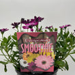 Load image into Gallery viewer, OSTEOSPERMUM SMOOTHIE [SZ:14CM POT]
