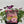 Load image into Gallery viewer, OSTEOSPERMUM SMOOTHIE [SZ:14CM POT]
