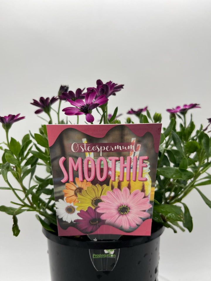 OSTEOSPERMUM SMOOTHIE [SZ:14CM POT]