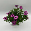 Load image into Gallery viewer, OSTEOSPERMUM SMOOTHIE [SZ:14CM POT]
