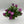 Load image into Gallery viewer, OSTEOSPERMUM SMOOTHIE [SZ:14CM POT]
