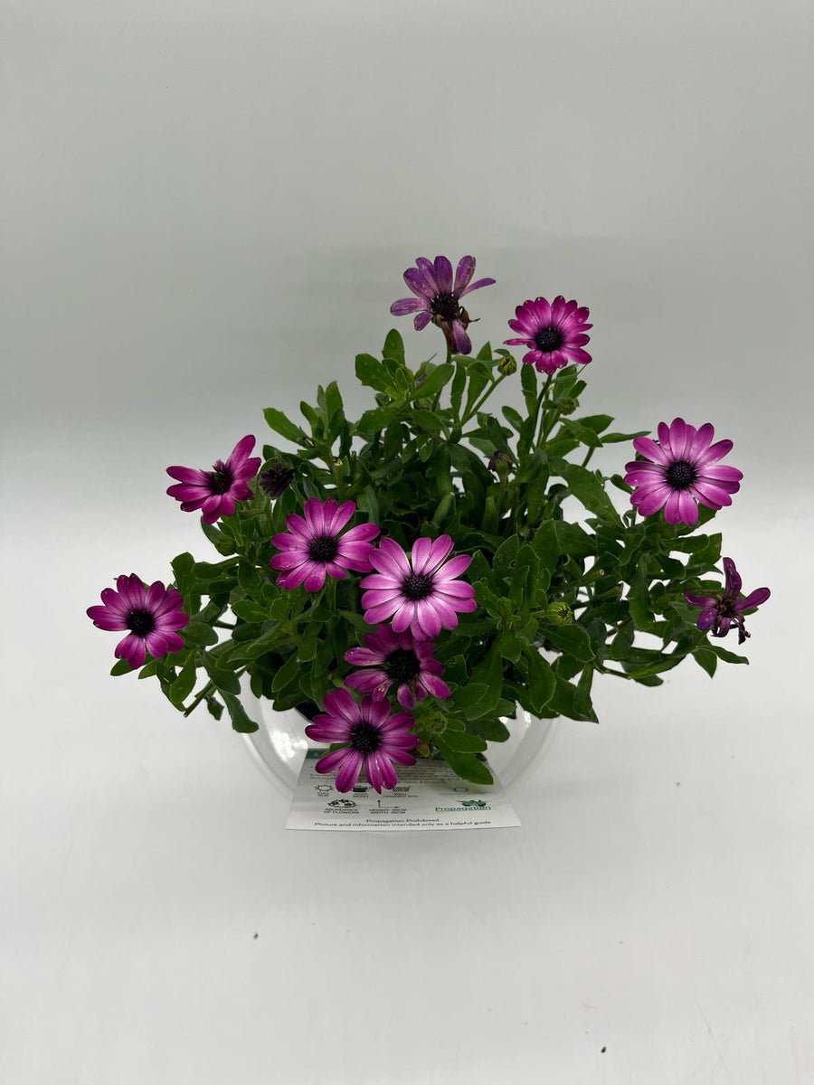 OSTEOSPERMUM SMOOTHIE [SZ:14CM POT]