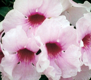 PANDOREA JAS. PINK MAGIC [SZ:25CM POT]