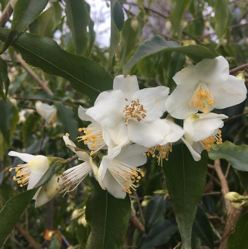 CAMELLIA TSAII  STD [SZ:30CM POT]