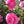 Load image into Gallery viewer, CAM. SAS. WITH LOVE [SZ:18CM POT]
