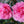 Load image into Gallery viewer, CAM. SAS. WITH LOVE [SZ:18CM POT]
