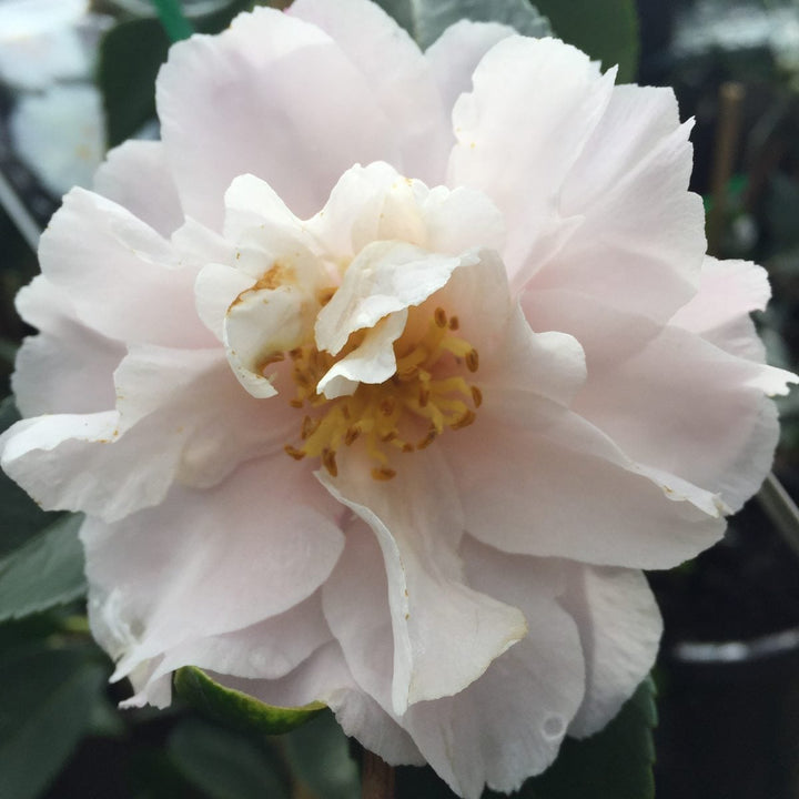 CAM. SAS. SNOW [SZ:18CM POT]