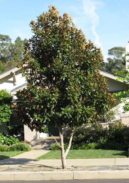 MAGNOLIA GRANDIFLORA SUPER GEM [SZ:20CM POT]