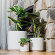 Load image into Gallery viewer, FARAH PLANTER WHITE [SZ:1/3 (18X17CM)]

