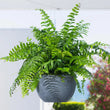 Load image into Gallery viewer, ALDER PLANTER HB LARGE [CLR:CHARCOAL]
