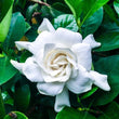 Load image into Gallery viewer, GARDENIA FLORIDA STD [SZ:40CM POT]
