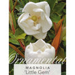 Load image into Gallery viewer, MAGNOLIA LITTLE GEM [SZ:30CM POT]
