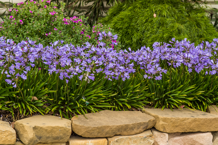 AGAPANTHUS BABY PETE
