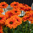 Load image into Gallery viewer, ECHINACEA MINEOLA SUNSEEKERS [SZ:14CM POT]
