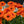 Load image into Gallery viewer, ECHINACEA MINEOLA SUNSEEKERS [SZ:14CM POT]
