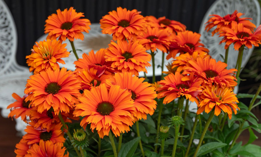 ECHINACEA MINEOLA SUNSEEKERS [SZ:14CM POT]