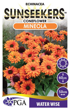 ECHINACEA MINEOLA SUNSEEKERS [SZ:14CM POT]