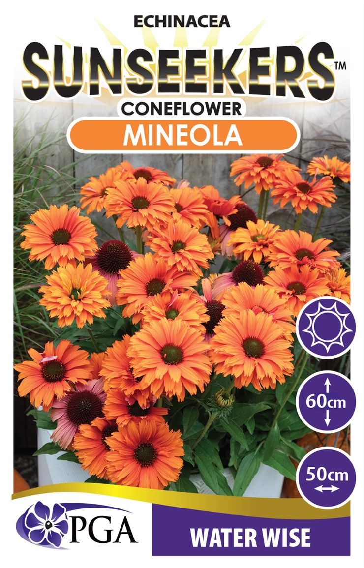 ECHINACEA MINEOLA SUNSEEKERS [SZ:14CM POT]
