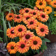 Load image into Gallery viewer, ECHINACEA MINEOLA SUNSEEKERS [SZ:14CM POT]
