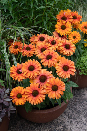 ECHINACEA MINEOLA SUNSEEKERS [SZ:14CM POT]