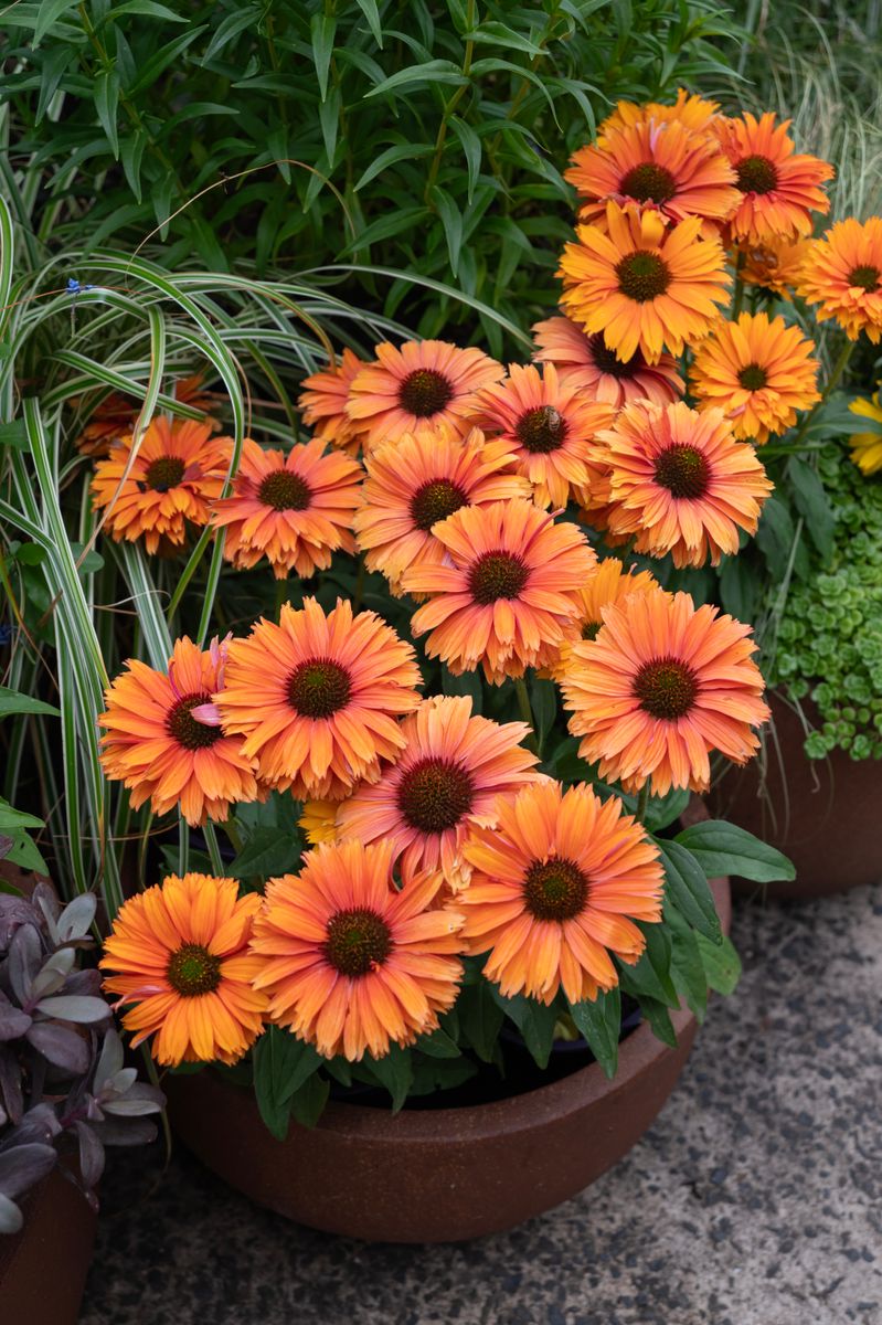 ECHINACEA MINEOLA SUNSEEKERS [SZ:14CM POT]