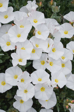 CONVOLVULUS SILVERY MOON