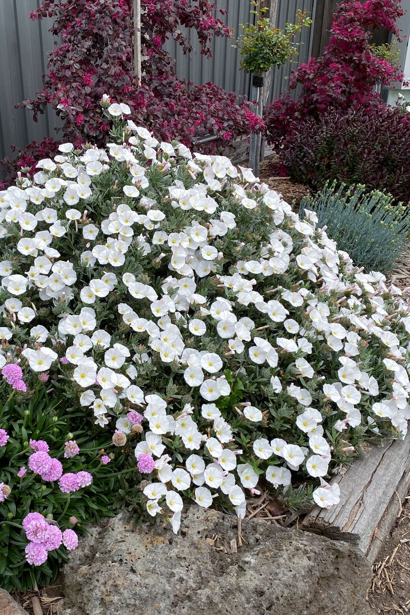 CONVOLVULUS SILVERY MOON