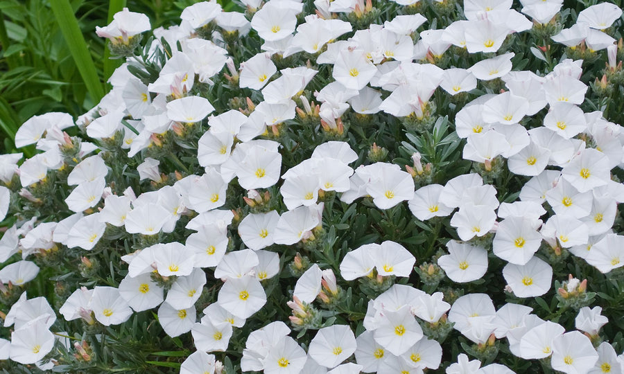 CONVOLVULUS SILVERY MOON