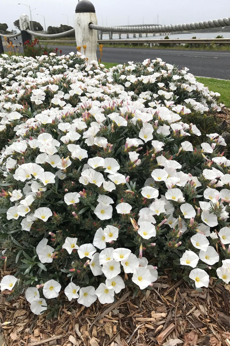 CONVOLVULUS SILVERY MOON