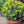 Load image into Gallery viewer, EUPHORBIA TINY TIM
