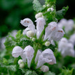 Load image into Gallery viewer, LAMIUM SNOW N FROST [SZ:14CM POT]
