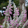 Load image into Gallery viewer, SALVIA VELOUR PINK [SZ:14CM POT]
