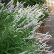 Load image into Gallery viewer, SALVIA VELOUR PINK [SZ:14CM POT]
