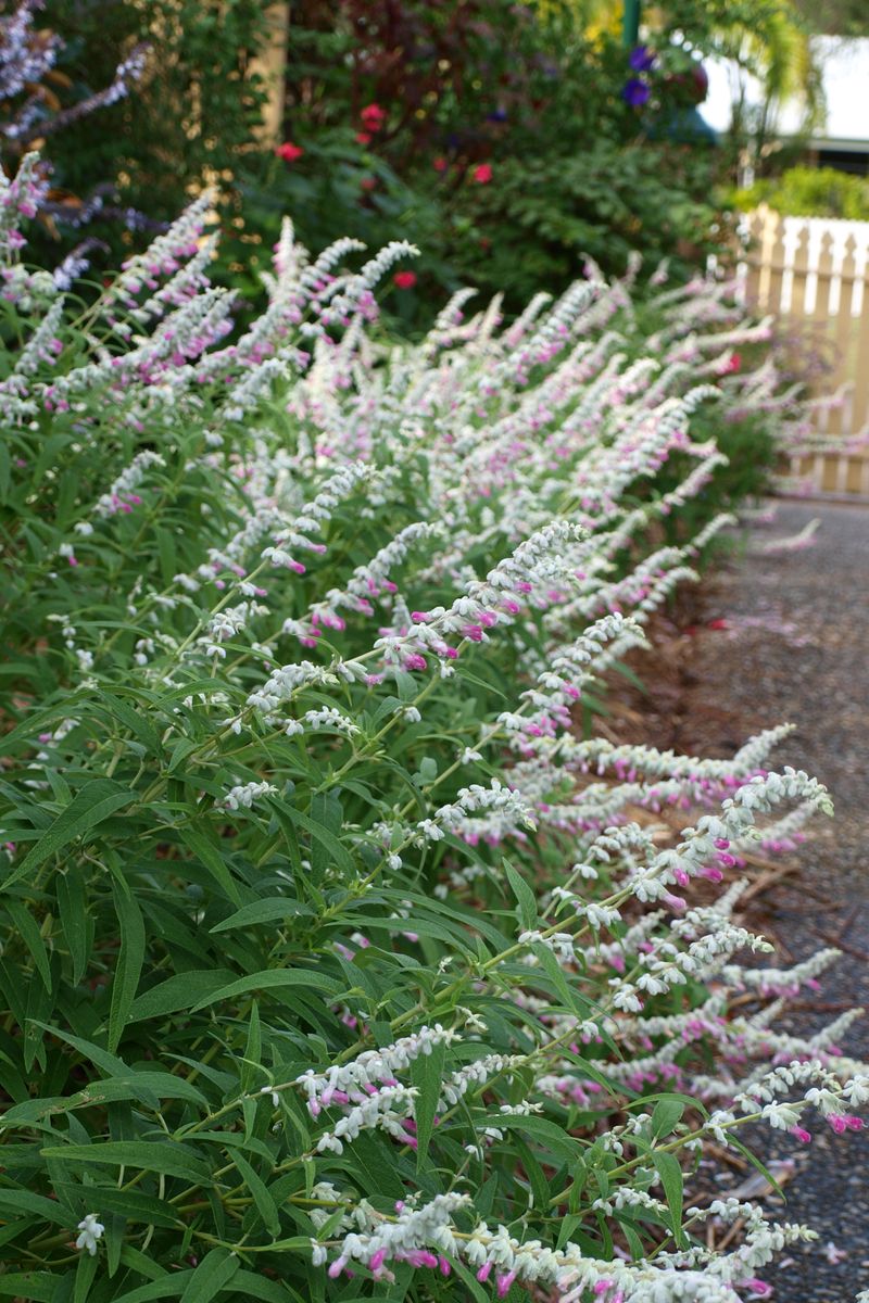 SALVIA VELOUR PINK [SZ:14CM POT]