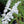 Load image into Gallery viewer, SALVIA VELOUR WHITE [SZ:14CM POT]

