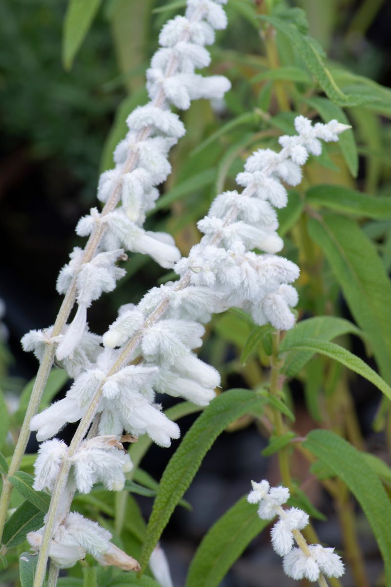 SALVIA VELOUR WHITE [SZ:14CM POT]