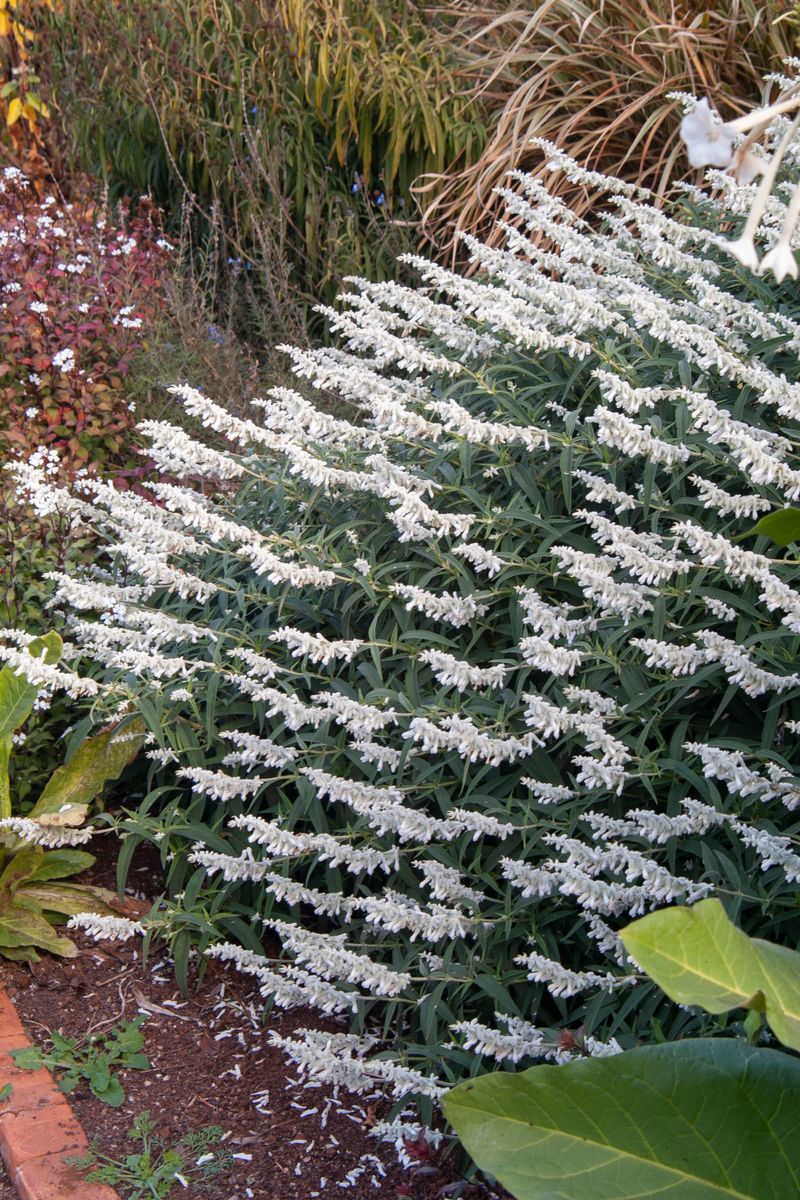 SALVIA VELOUR WHITE [SZ:14CM POT]