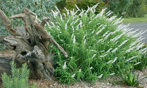 SALVIA VELOUR WHITE [SZ:14CM POT]