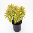 Load image into Gallery viewer, EUPHORBIA ASCOT RAINBOW [SZ:14CM POT]

