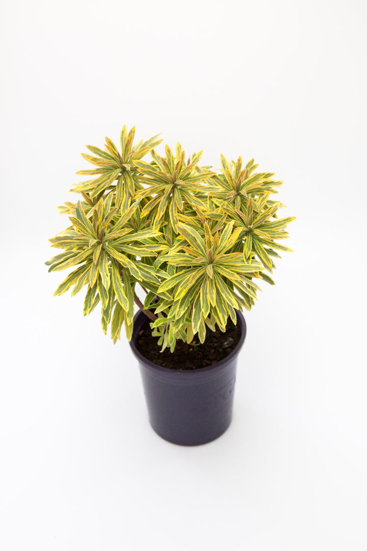 EUPHORBIA ASCOT RAINBOW [SZ:14CM POT]