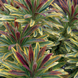 Load image into Gallery viewer, EUPHORBIA ASCOT RAINBOW [SZ:14CM POT]

