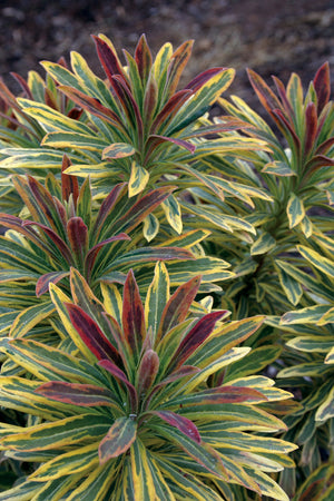 EUPHORBIA ASCOT RAINBOW [SZ:14CM POT]