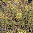 Load image into Gallery viewer, EUPHORBIA ASCOT RAINBOW [SZ:14CM POT]
