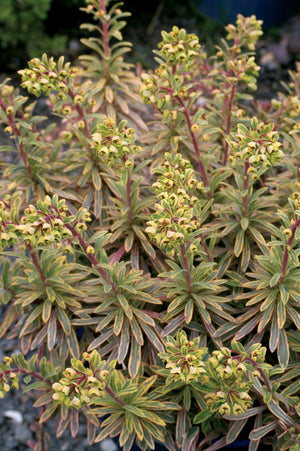 EUPHORBIA ASCOT RAINBOW [SZ:14CM POT]