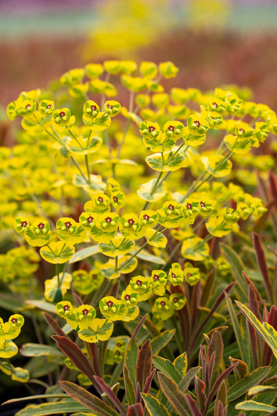 EUPHORBIA ASCOT RAINBOW [SZ:14CM POT]