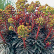 Load image into Gallery viewer, EUPHORBIA BLACK BIRD [SZ:14CM POT]

