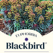 Load image into Gallery viewer, EUPHORBIA BLACK BIRD [SZ:14CM POT]
