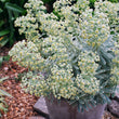 Load image into Gallery viewer, EUPHORBIA SILVER SWAN [SZ:14CM POT]
