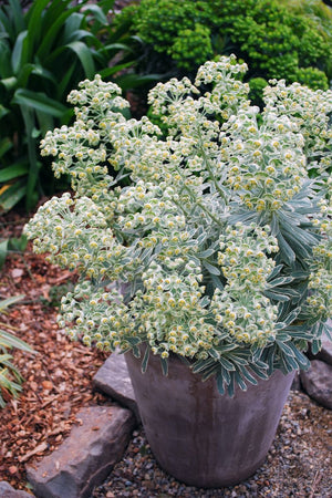 EUPHORBIA SILVER SWAN [SZ:14CM POT]